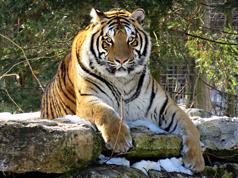 Siberian tiger at GarLyn Zoo